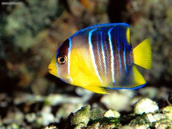 Caribbean Blue Angelfish Gulf Of Mexico screenshot