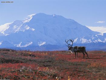 Caribou Autumn Tundra Denali National Park Alaska screenshot