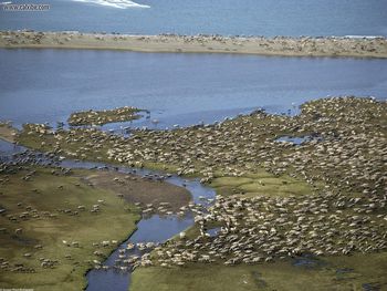 Caribou Herd Arctic National Wildlife Refuge Alaska screenshot