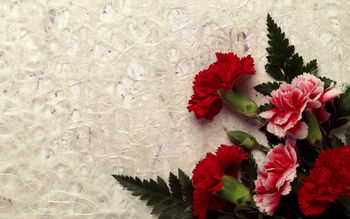 Carnation Decor screenshot