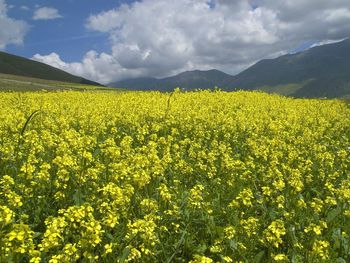 Castelluccio Di Norcia, Umbria, Italy screenshot