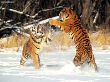 Cat Fight Siberian Tigers screenshot