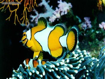 Clown Fish screenshot