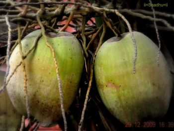 Coconuts screenshot