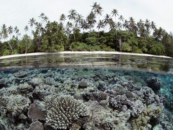 Coral Reef, Solomon Islands screenshot