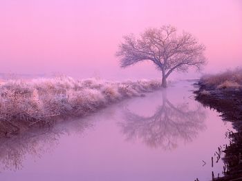 Cottonwood At Dawn, New Mexico screenshot