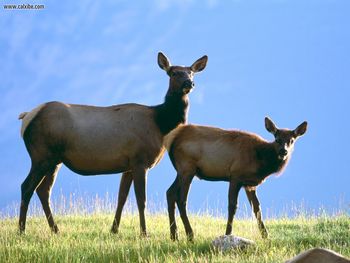 Cow Elk With Calf screenshot