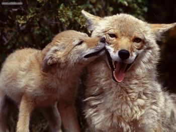 Coyote Mother And Pup screenshot