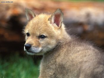 Coyote Puppy screenshot