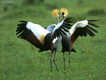 Crowned Cranes In Full Splendor screenshot