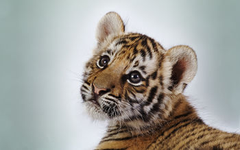 Cute Tiger Cub screenshot