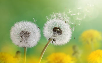 Dandelion Flowers 4K screenshot