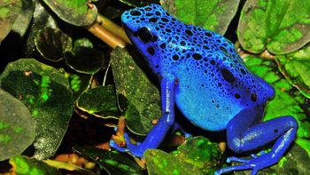 Dendrobates Azureus Dendrobates Tinctorius screenshot