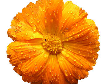 Drops on Flowers screenshot