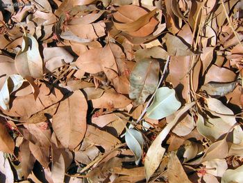 Dry Leaves screenshot