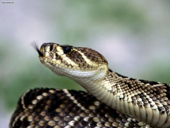 Eastern Diamondback Rattlesnake screenshot