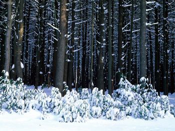 Eastern White Pine Trees Pocono Mountains Pennsylvania screenshot