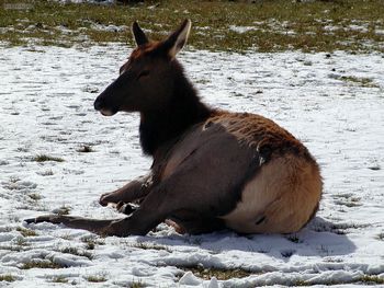 Elk Cowl screenshot