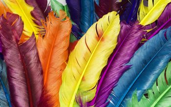 Feathers in Colors screenshot