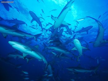 Feeding Frenzy Gray Reef Sharks Bahamas screenshot