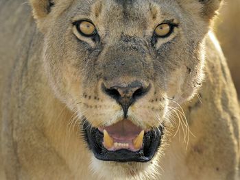 Female African Lion, Serengeti National Park, Tanzania screenshot