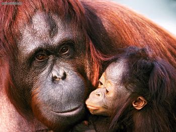 Female Sumatran Orangutan And Baby screenshot