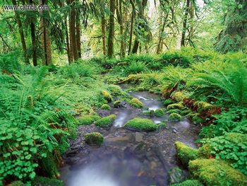 Ferns Brook screenshot