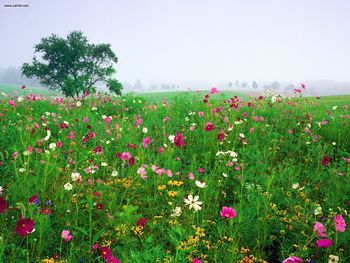 Field Of Blackeyed Susans And Cosmos Union Kentucky screenshot