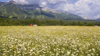 Field Of Daisies, Elk Valley, British Columbia screenshot