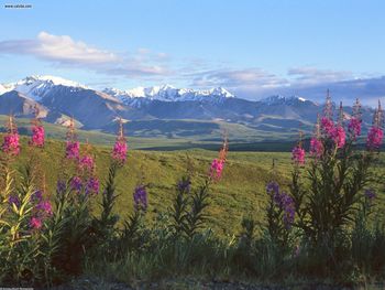 Fireweed And Larkspur Denali National Park Alaska screenshot