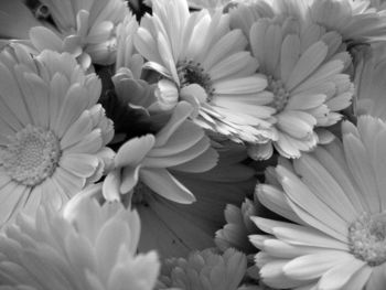 Floral BlackWhite screenshot