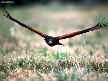 Flying Below Radar Harris Hawk screenshot