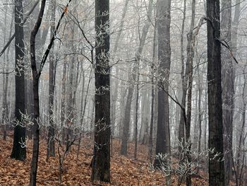 Forest Frost Edwin Warner Park Nashville Tennessee screenshot