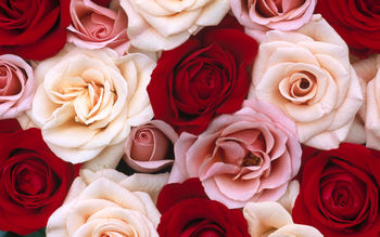 Fragrant Roses screenshot