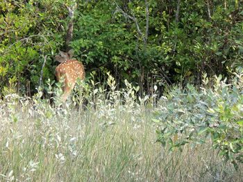 Free Dear In Sundarban screenshot