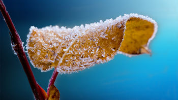 Frosted Leaf screenshot