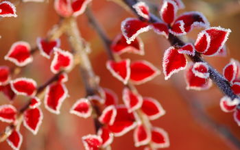 Frozen Leaves screenshot