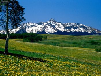 Full Bloom San Juan Mountains Colorado screenshot