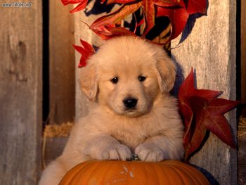 Golden Retriever Puppy screenshot