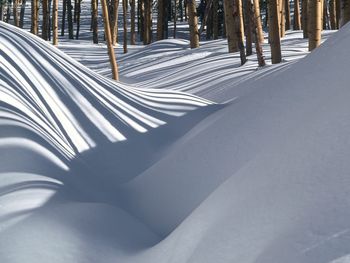 Golden Trees In The Snow Tesuque Basin New Mexico screenshot