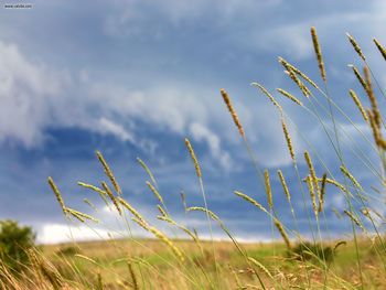 Grass Rainstorm screenshot