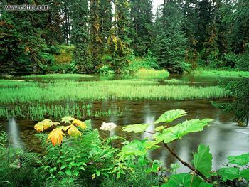 Grasses In Stream screenshot