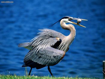 Great Blue Heron screenshot