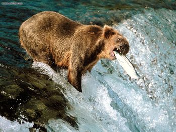 Grizzly Bear Katmai National Park Alaska screenshot