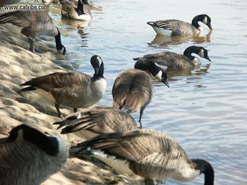 Group Of Ducks screenshot