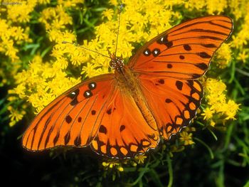 Gulf Fritillary screenshot