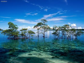 Havelock Island Andaman And Nicobar Islands India screenshot