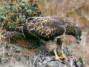 Hawk Eating Prey screenshot