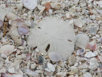 Hoia Sand Dollar On The Beach screenshot