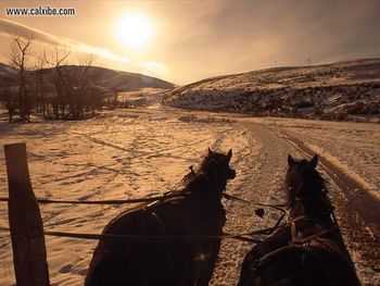 Horse Early Morning Hay Wagon Idaho screenshot